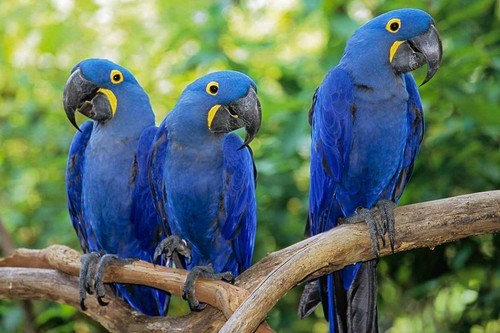 Hyacinth Macaw images