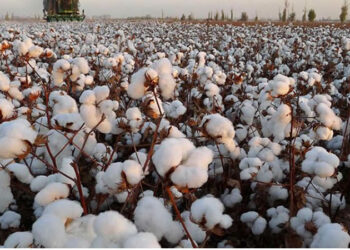 Cotton growing areas may shift to northern areas due to climate change’