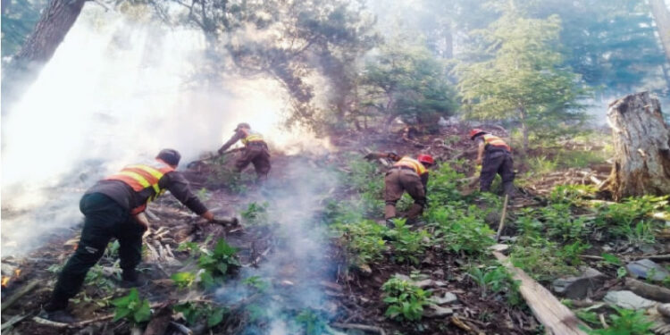 Fire erupts in Chitral Gol National Park